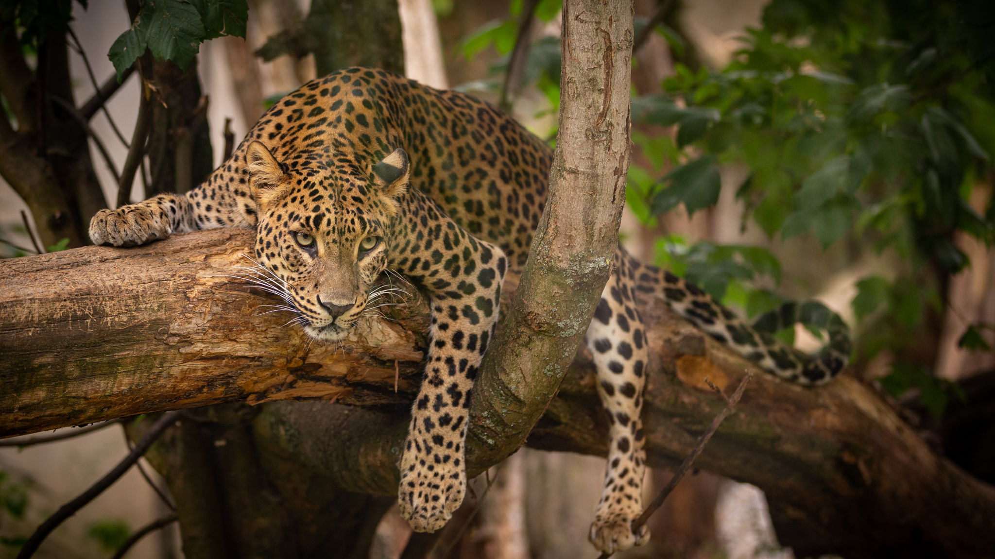 Wild Animals
