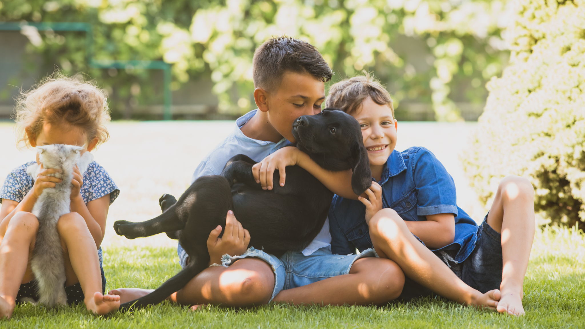 Pets