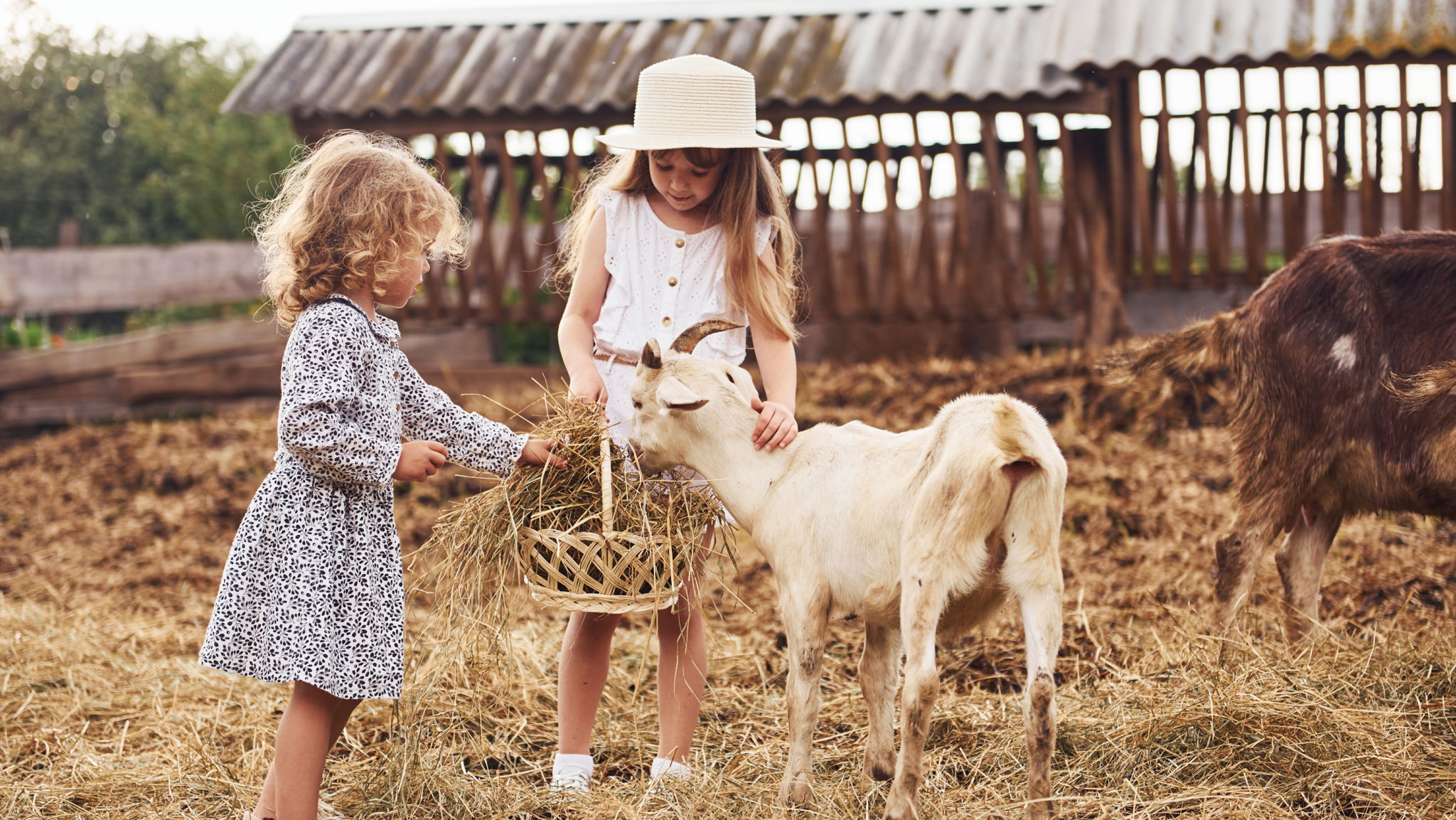Farm Animals